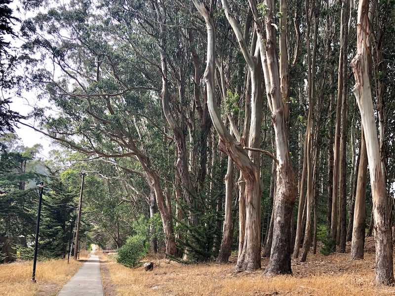 Lovers Lane SF Date Idea