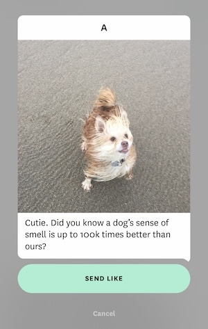 hinge comments about dogs