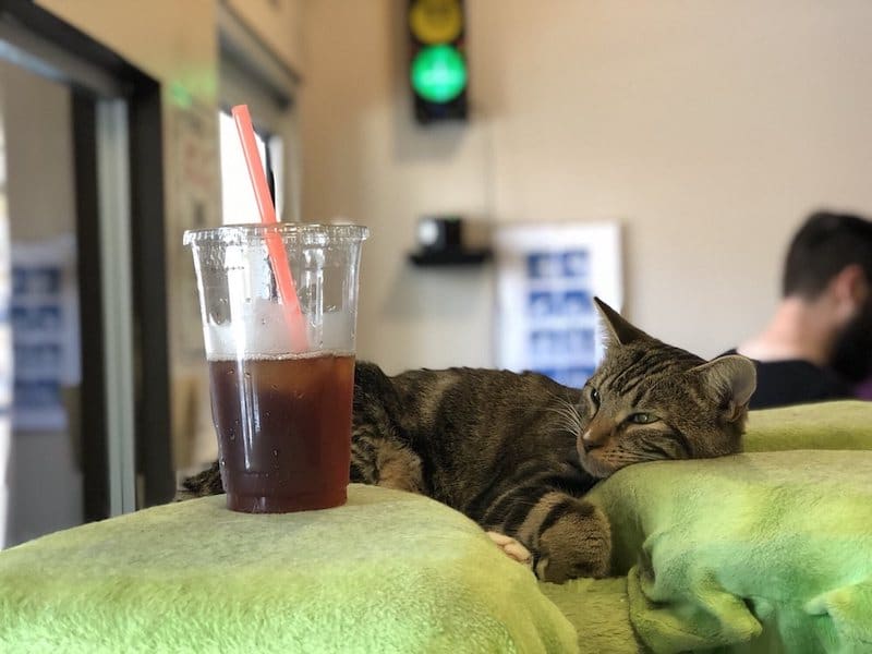 sd date ideas with cats