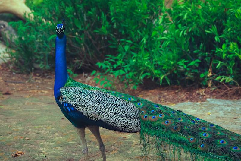 peacock