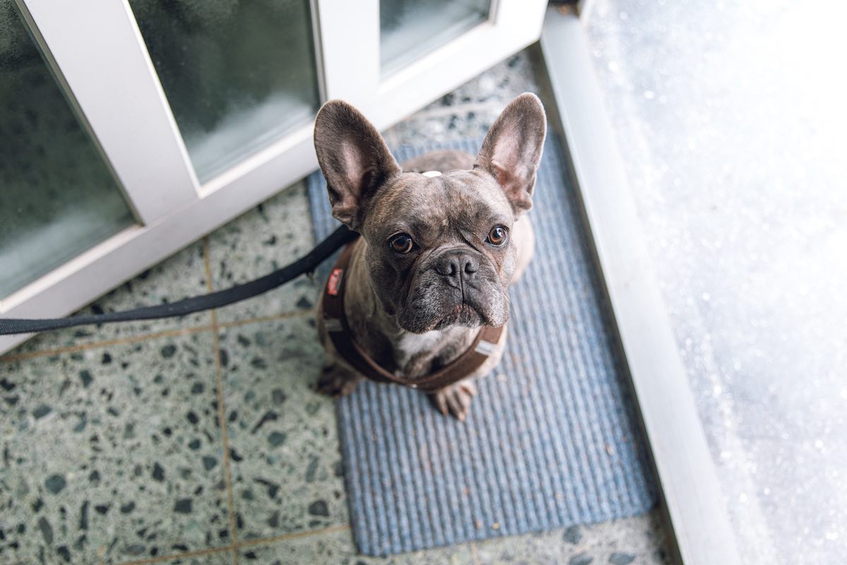 who gets the dog after a breakup