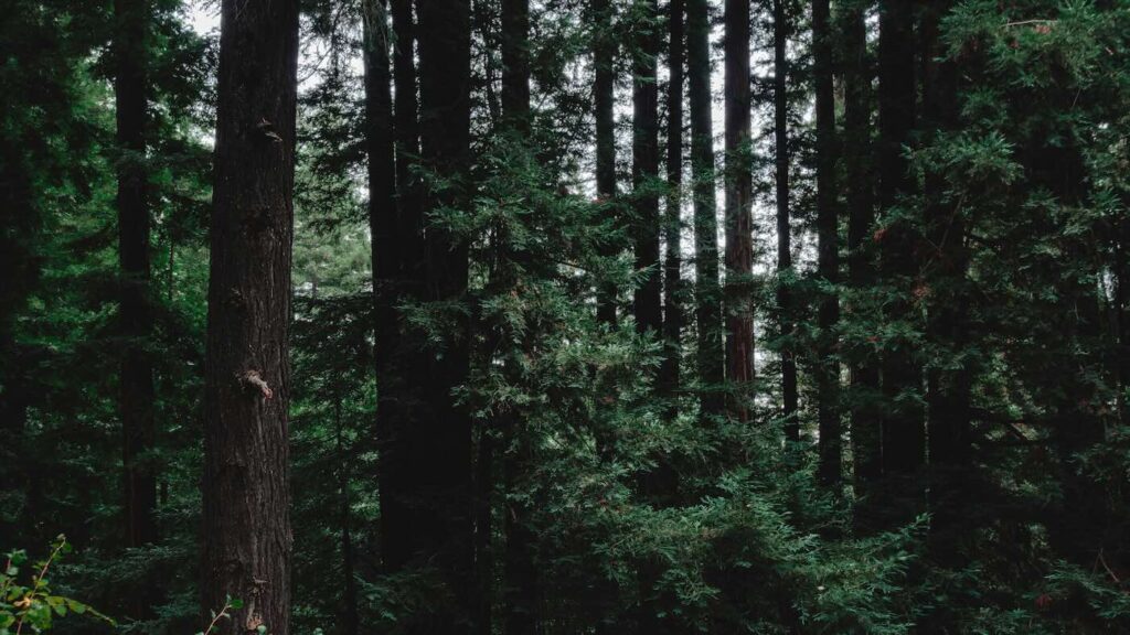 los gatos dating coach