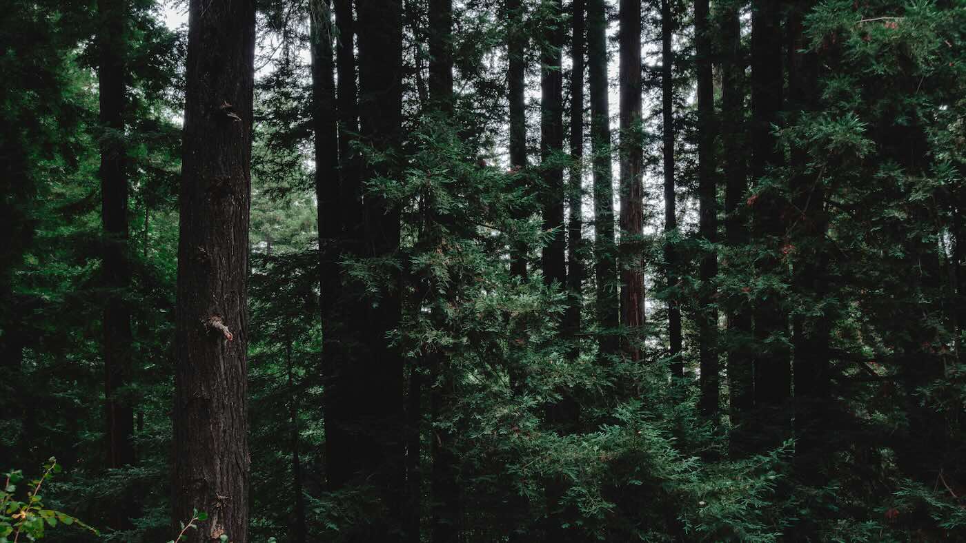 los gatos dating coach